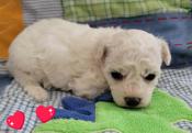 Bichon Frise