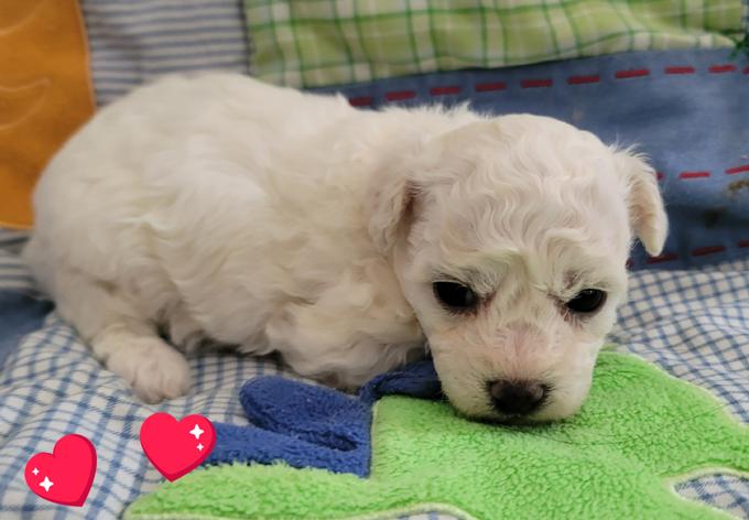 Bichon Frise