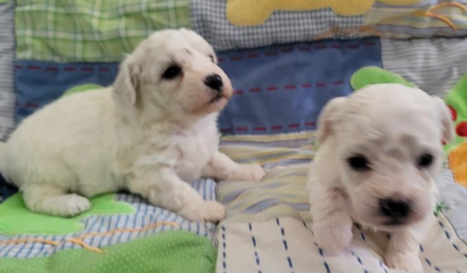 Bichon Frise