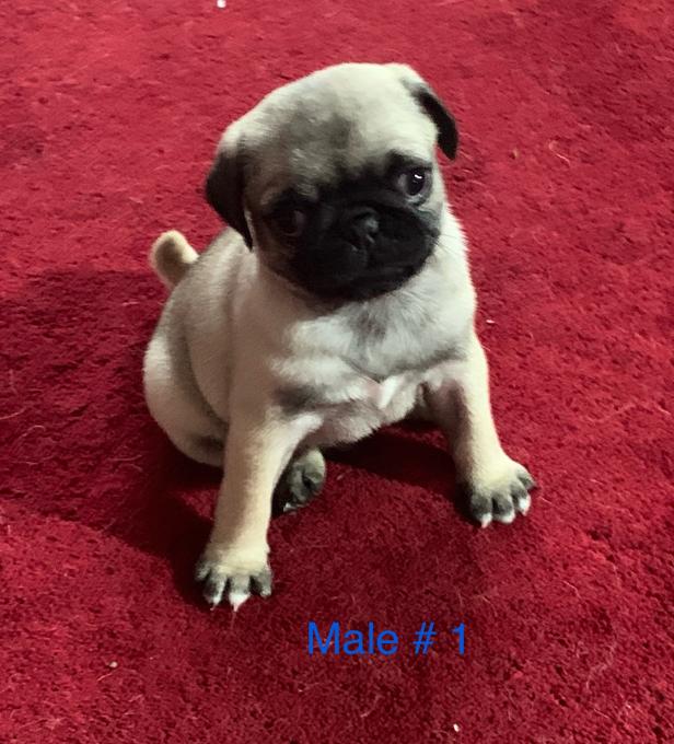 Pug