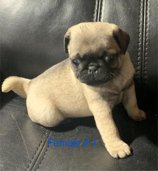 Pug