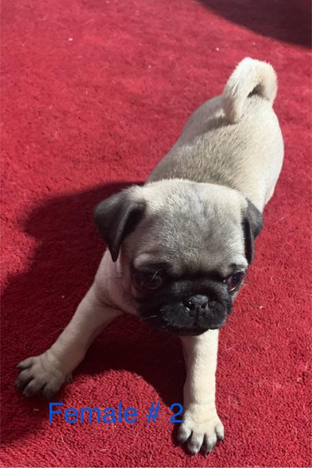 Pug