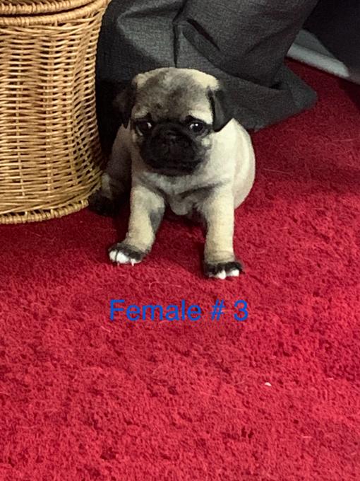 Pug