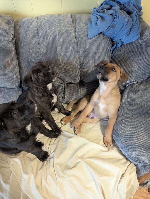 Bulldog x Blue Heeler