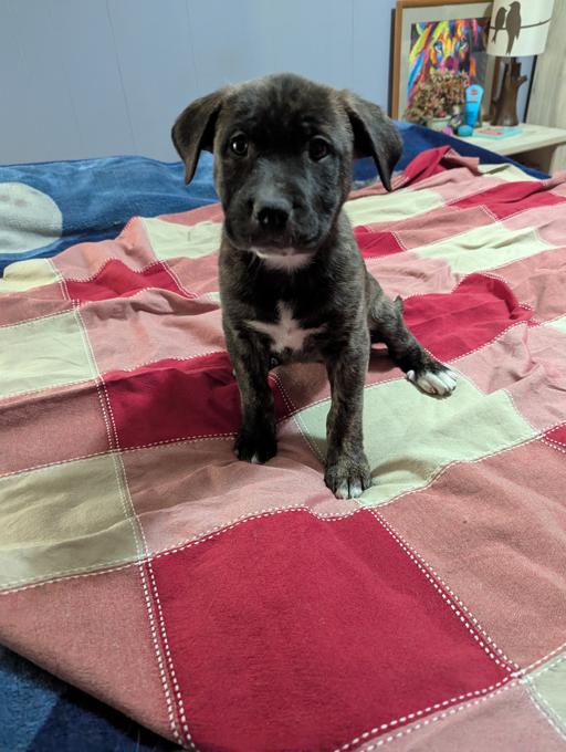 Bulldog x Blue Heeler