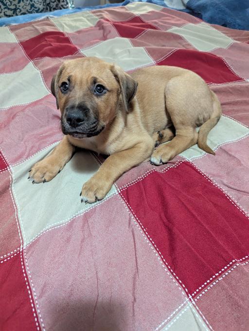 Bulldog x Blue Heeler