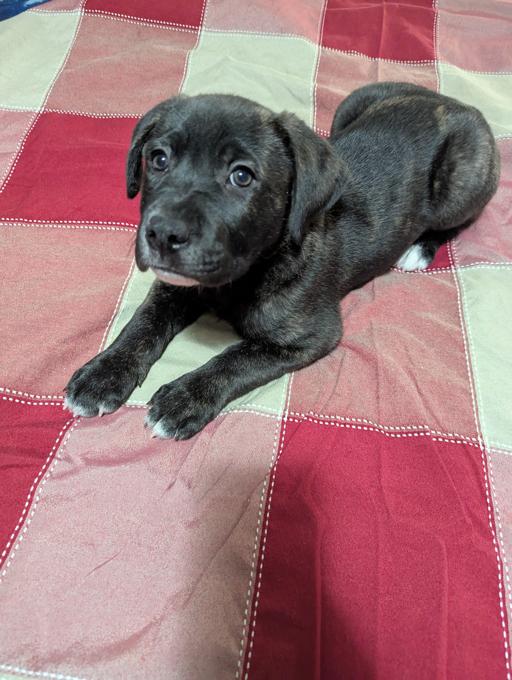 Bulldog x Blue Heeler