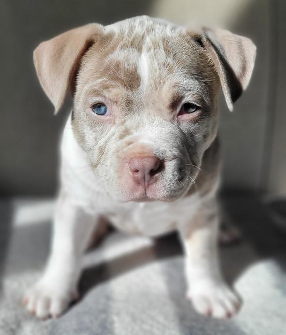 Micro Bully