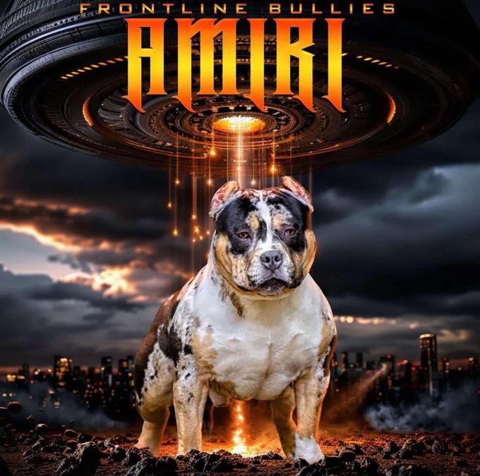 Micro Bully