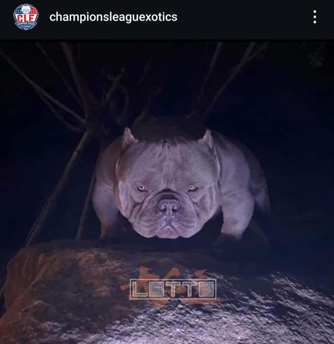 Micro Bully