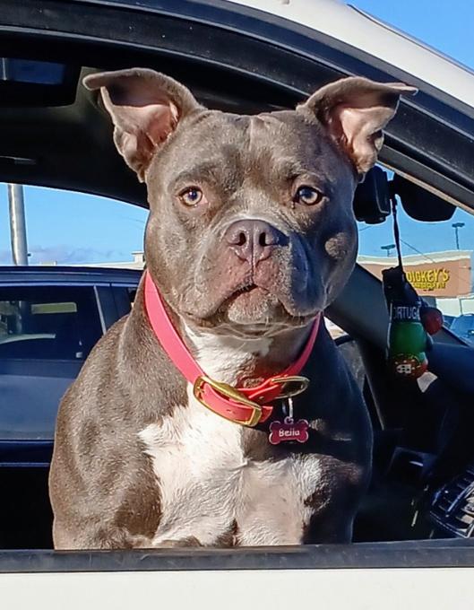 Micro Bully