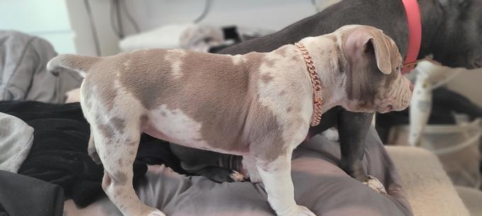 Micro Bully