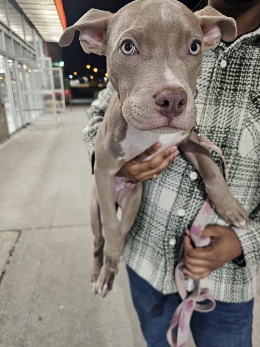 American bully