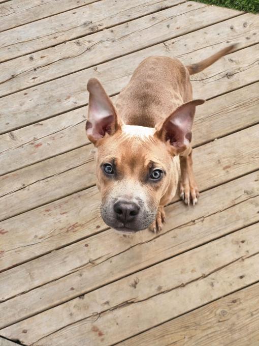American bully