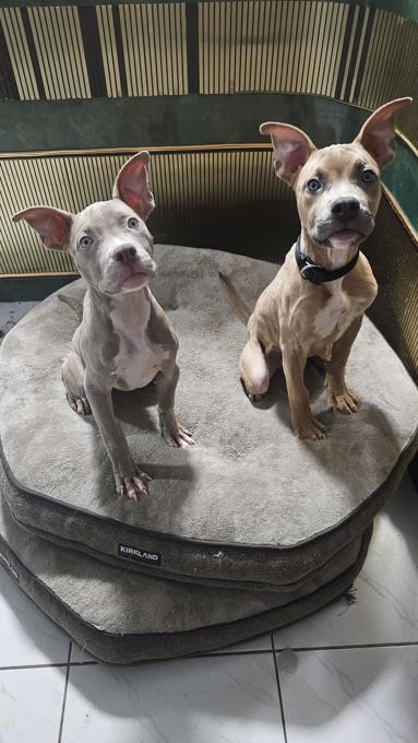American bully