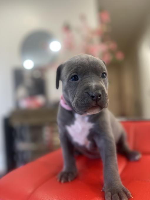 Cane corso pocket bully