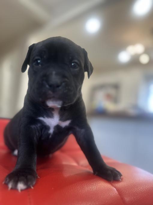 Cane corso pocket bully