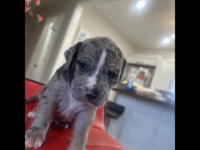Cane corso pocket bully
