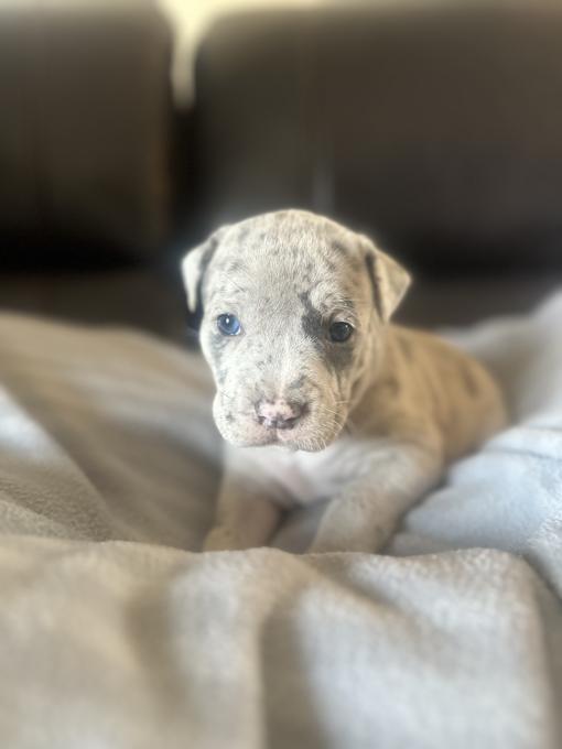 Cane corso pocket bully