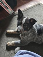 Blue Heeler