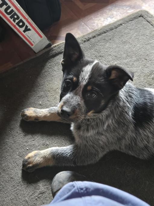 Blue Heeler