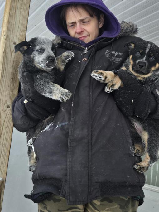 Blue Heeler