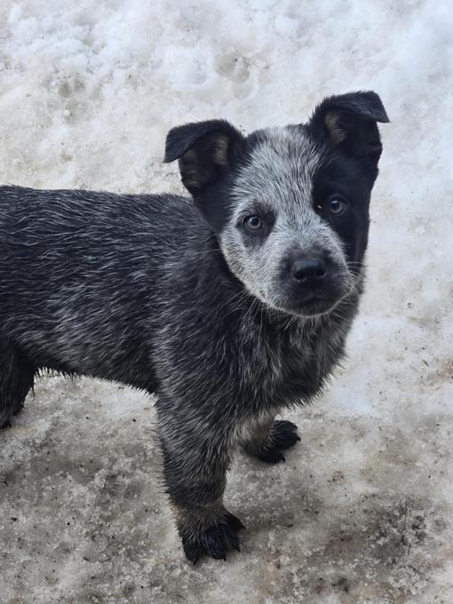 Blue Heeler