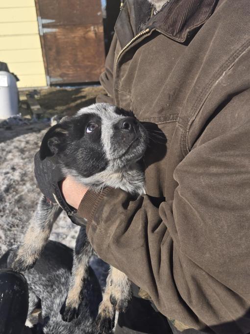 Blue Heeler
