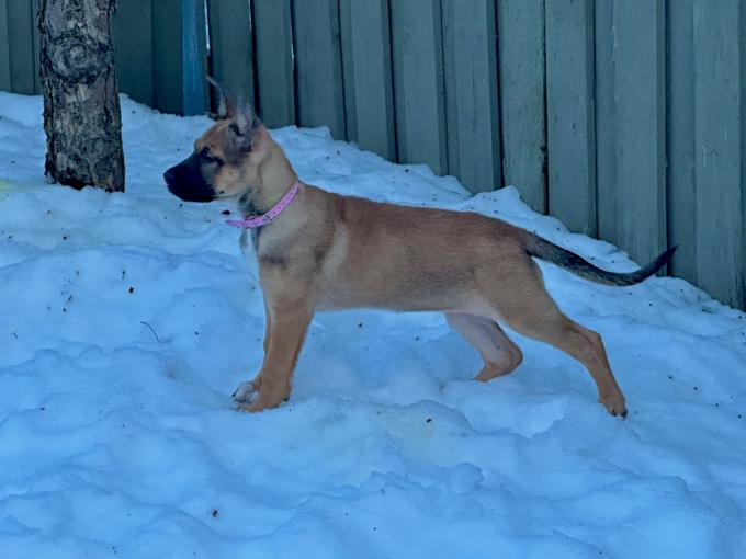 Belgian Sheperd