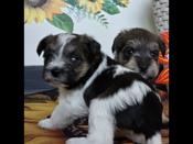 miniature schnauzer