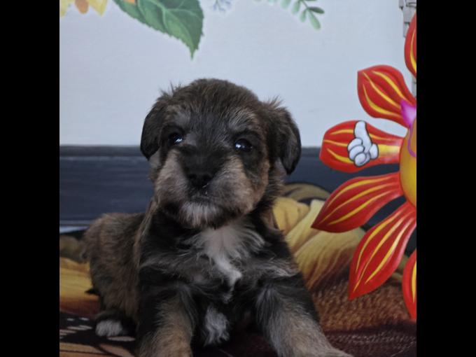miniature schnauzer