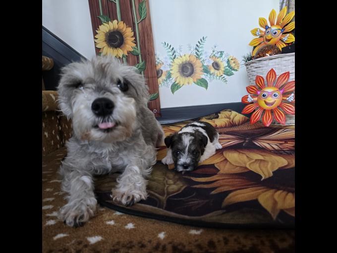 miniature schnauzer