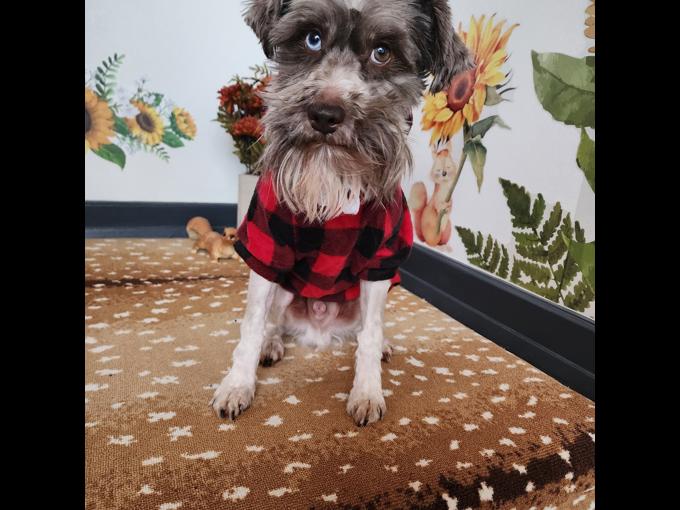 miniature schnauzer
