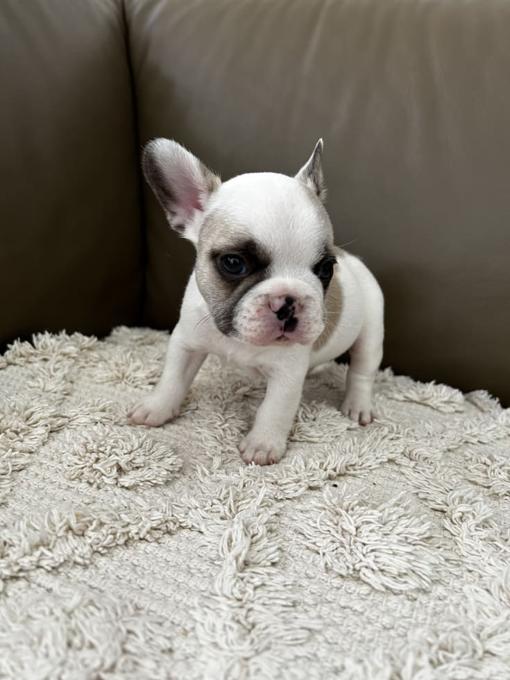 French Bulldog