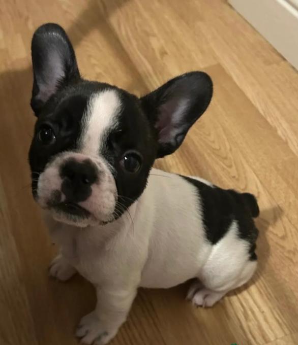 French Bulldog