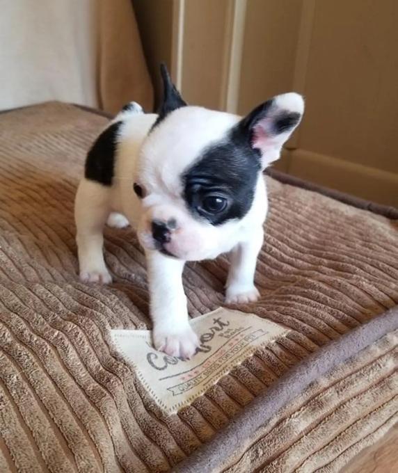 French Bulldog