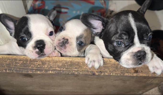 French Bulldog