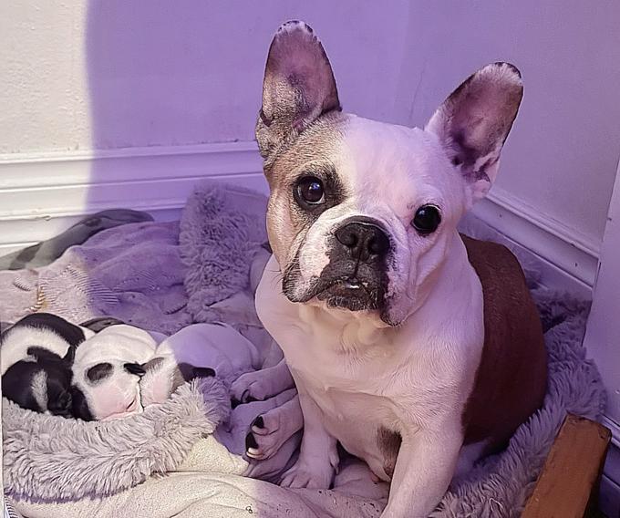 French Bulldog
