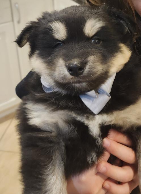 Pomsky