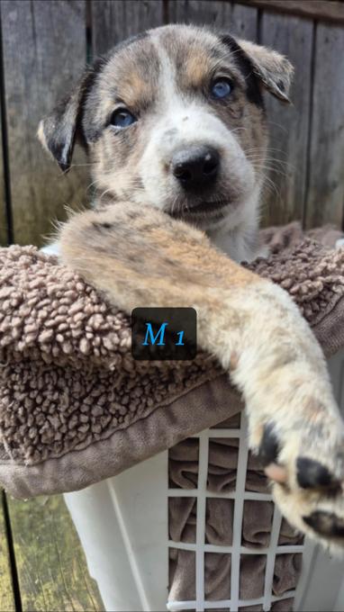 Catahoula