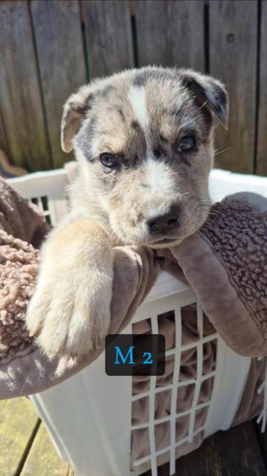 Catahoula