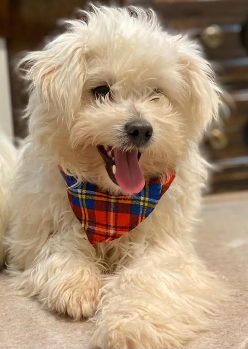 American Eskimo/ poodle