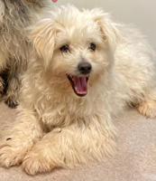 American Eskimo/ poodle