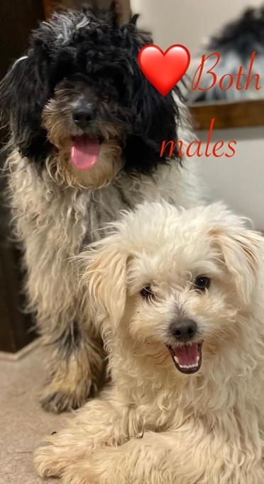 American Eskimo/ poodle