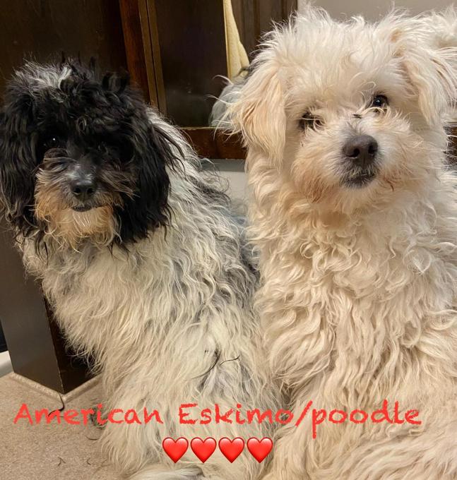 American Eskimo/ poodle