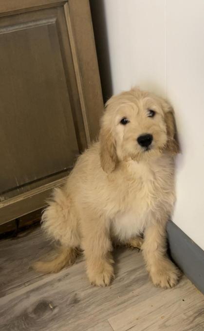 Golden Doodle