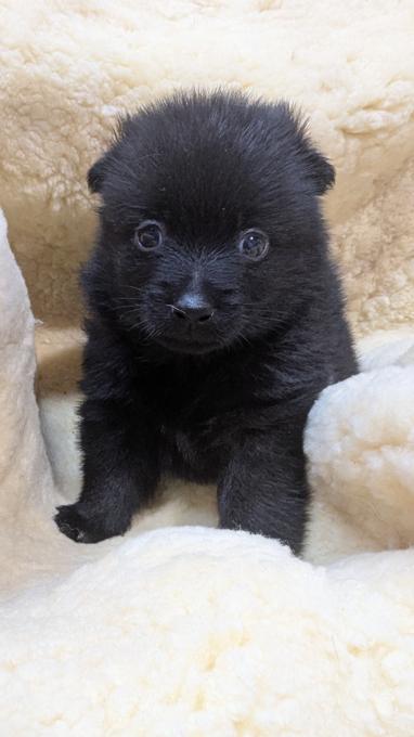 Schipperke