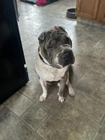 Sharpei