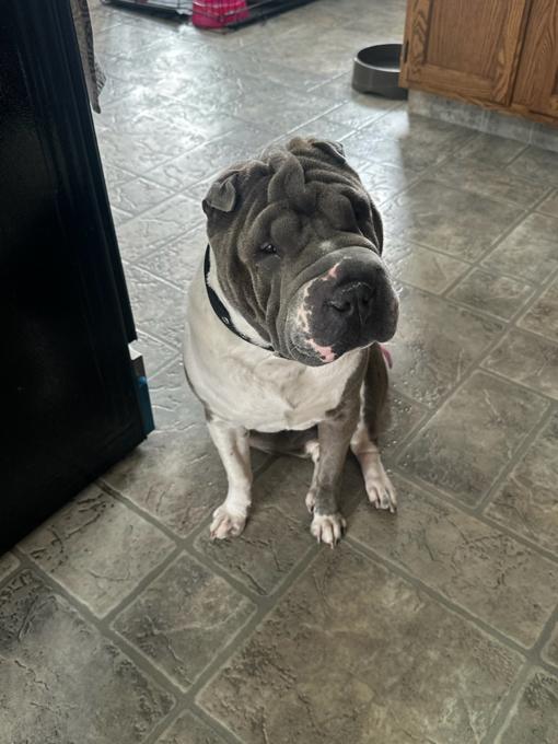 Sharpei