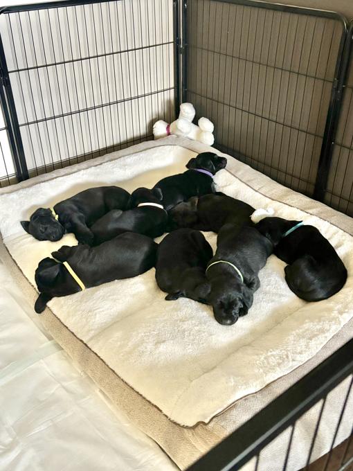 Labrador